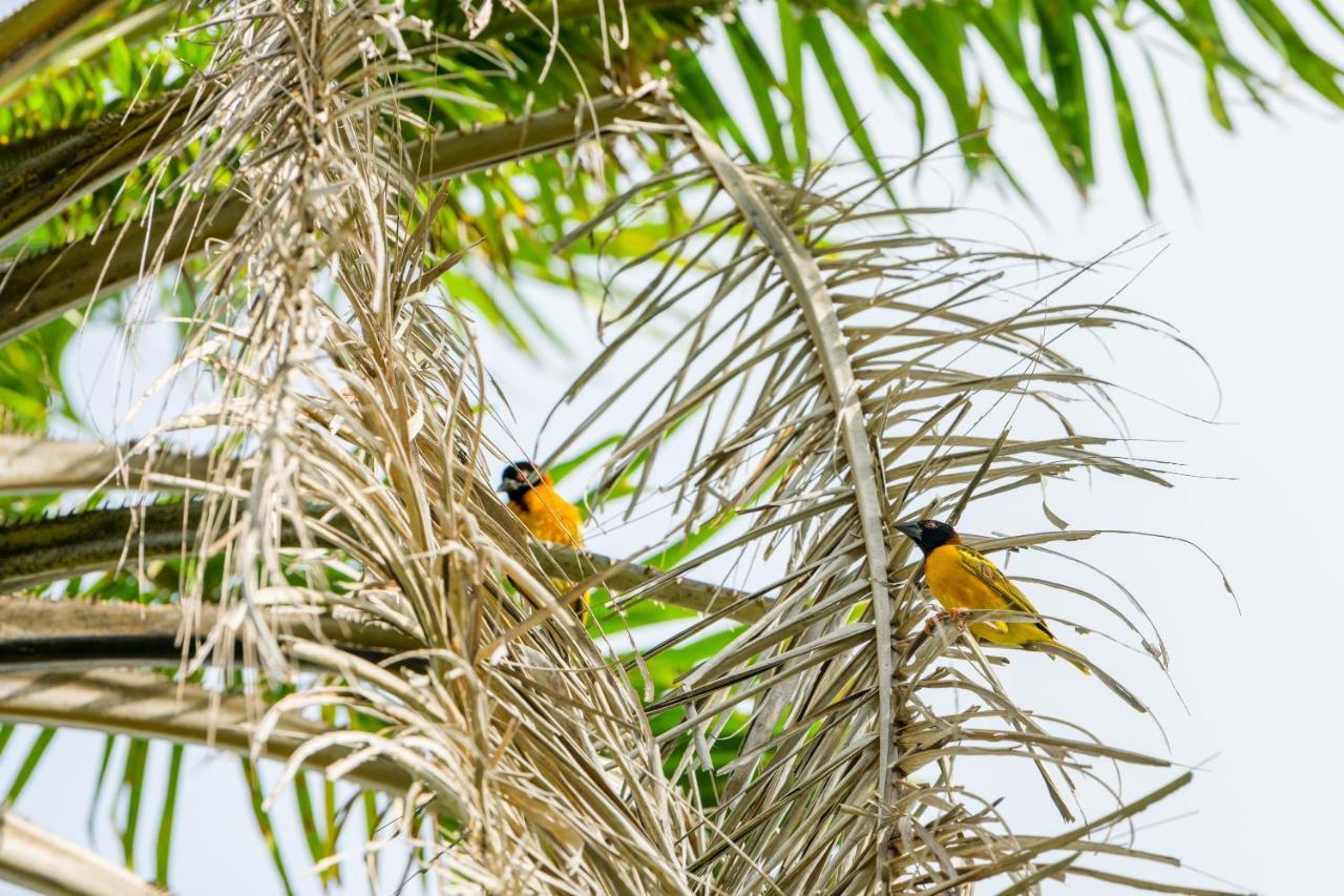 Tamba Kuruba Eco-Lodge Folonko المظهر الخارجي الصورة