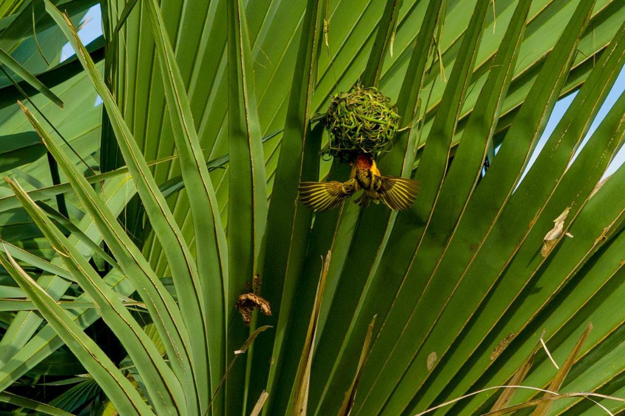 Tamba Kuruba Eco-Lodge Folonko المظهر الخارجي الصورة