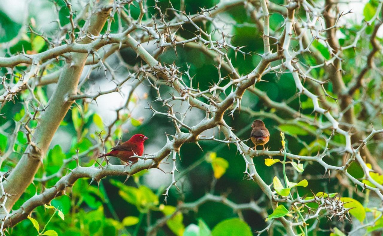 Tamba Kuruba Eco-Lodge Folonko المظهر الخارجي الصورة